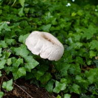 Mushroom or Toadstool?